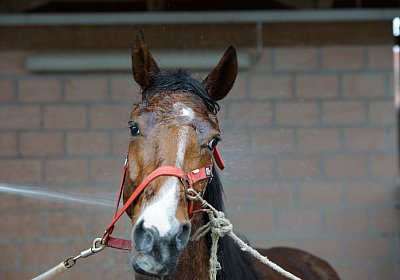 DSC00352 Elkador
