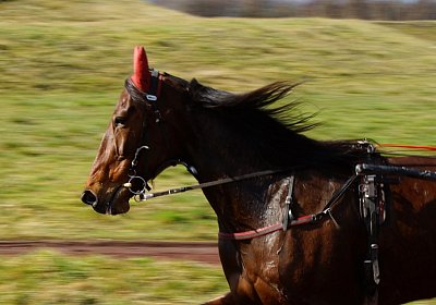 DSC06740 Semola
