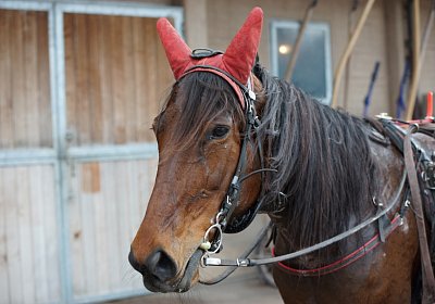 DSC06814 Semola