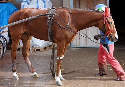 DSC06870 Elk