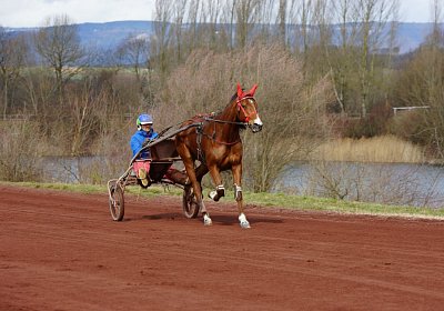 DSC06881 Elk