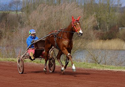 DSC06882 Elk