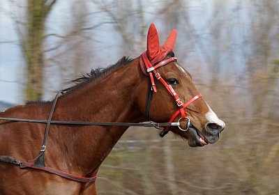DSC06886 Elk