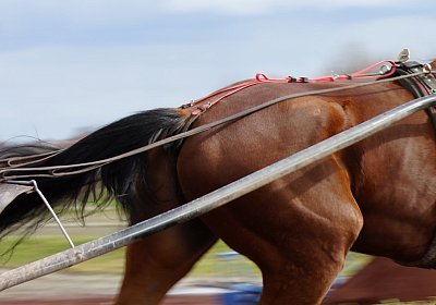 DSC06888 Elk
