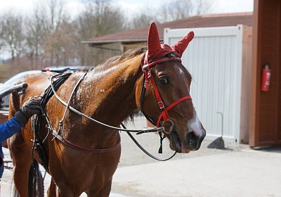 DSC06953 Elk