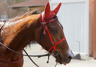 DSC06957 Elk