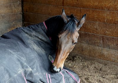 2018 03 31 Hecto Besuch DSC07328