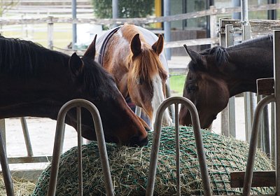 2018 03 31 Hecto Besuch DSC07443
