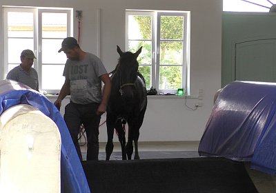 Deniro S3110005 Einschwimmen