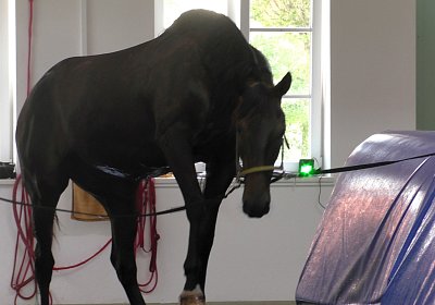 Deniro S3110007 Einschwimmen