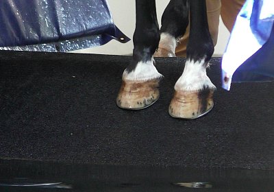 Deniro S3110052 Einschwimmen