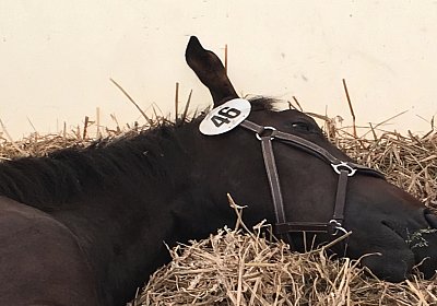 Black Berlin IMG 3907 05 08 2018