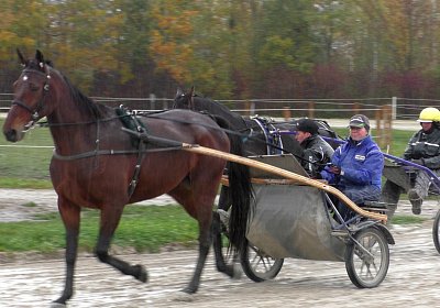 Black Top S3340020