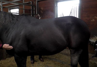 Dasty AS3340006