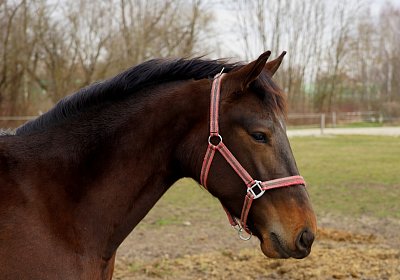 2019 03 25Aschheim Black Jack DSC09805