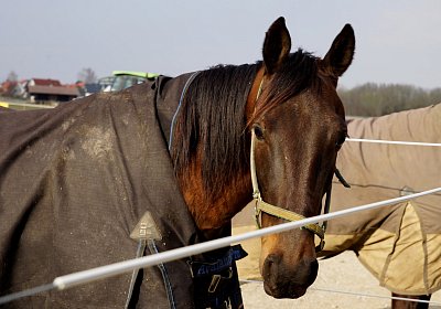 2019 03 25Aschheim Deniro DSC09606
