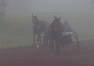 Avenches 19Dez19 B S4000011 Fiddle Elk