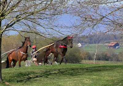 Avenches Training 01 04 2020 B S4150027 Globi Fiddle