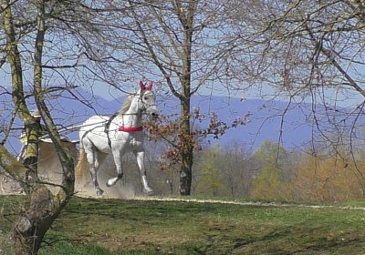 Avenches Training 01 04 2020 F S4150085 Vento