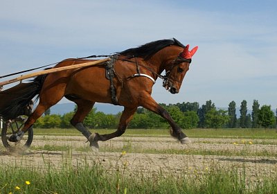 Av 08 05 2020 DSC08124 Rebus