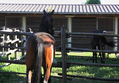 Arcadia Semola Aug2020 S4460102