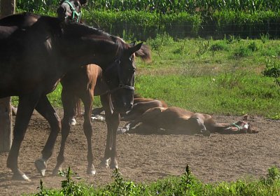 Arcadia Semola Aug2020 S4460108