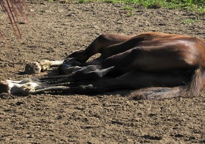 Arcadia Semola Aug2020 S4460109