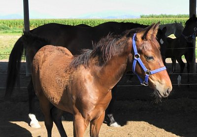 Arcadia Semola Aug2020 S4460110