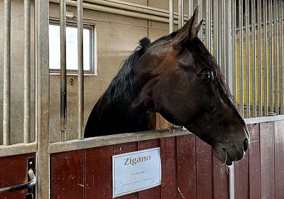 A Zigano