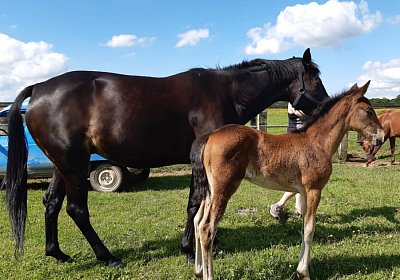 2021 06 10 Canone La Formidable