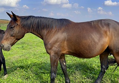 Rapid First 1 30sept2021