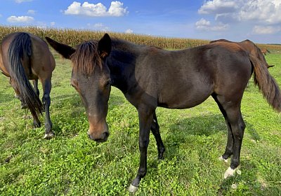 Rapid First 2 30sept2021