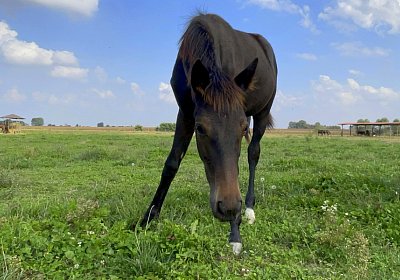 Rapid First 3 30sept2021