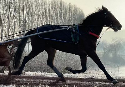 Avenches Training 14jan2022 IMG 2977 Borups