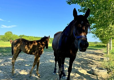 2024 08 03 Arcadia IMG 6764 Energy One More Dream