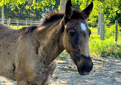 2024 08 03 Arcadia IMG 6780 One More Dream