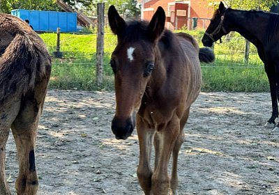 2024 08 03 Arcadia IMG 6782 Loving Semola