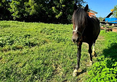 2024 08 03 Arcadia IMG 6827 Ze Maria