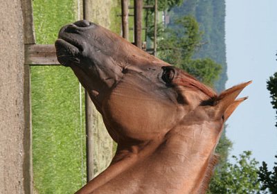 cherifos portrait.jpg