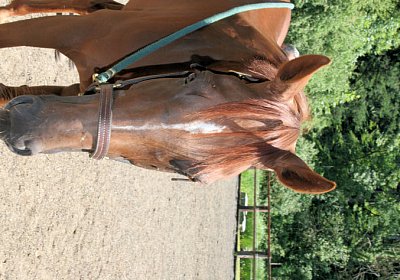 cm cherifos IMG 4057.jpg