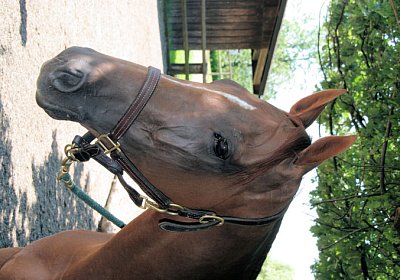 cm cherifos IMG 4067.jpg