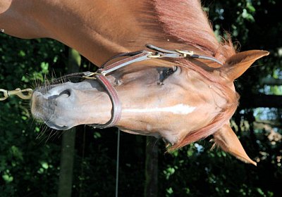 cm cherifos IMG 4068.jpg