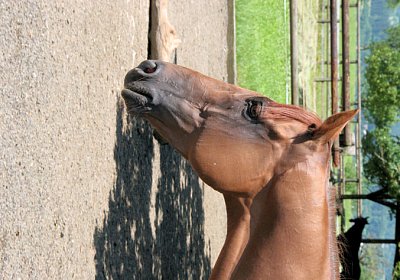 cm cherifos IMG 4071.jpg