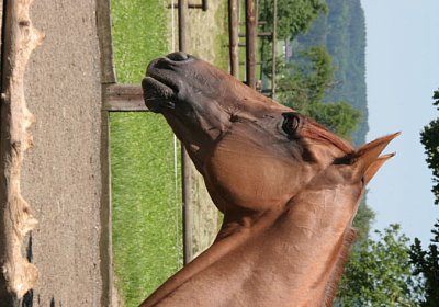 cm cherifos IMG 4072.jpg