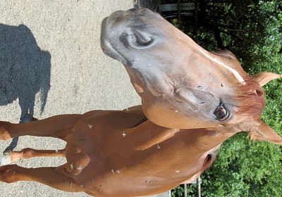 cm cherifos IMG 4086.jpg