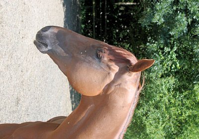 cm cherifos IMG 4091.jpg