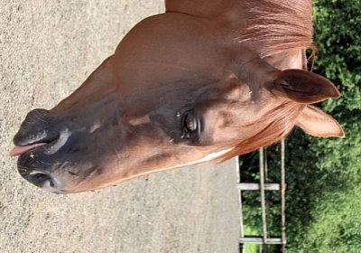 cm cherifos IMG 4092.jpg