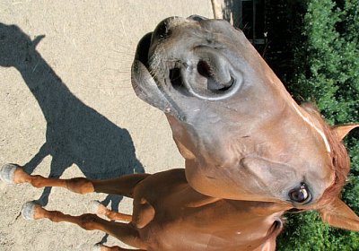 cm cherifos IMG 4101.jpg