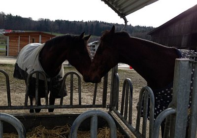 Prince (rechts) und sein neuer Kumpel F&eacute;tiche du Bouquet