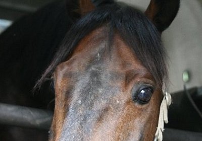 IMG 6939 600x400.jpg